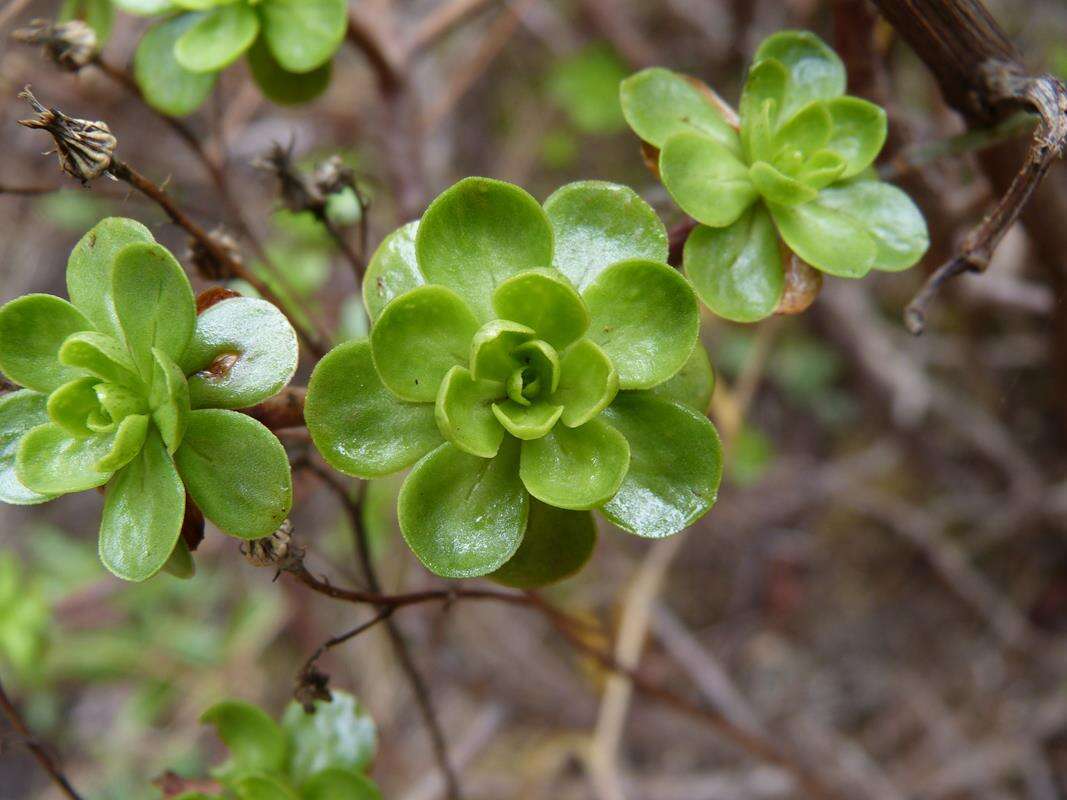 Image of Aeonium spathulatum (Hornem.) Praeger