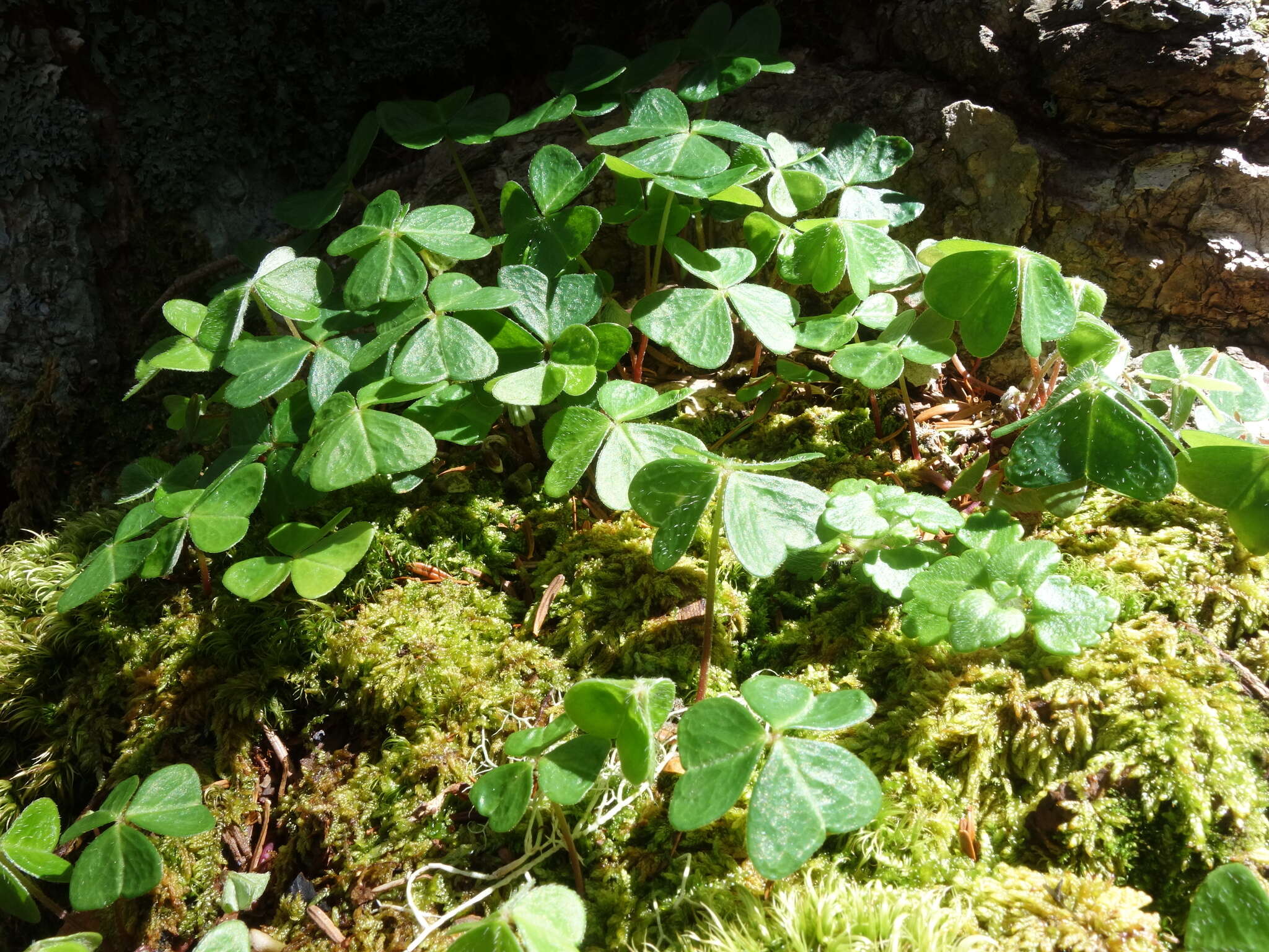 Image of Oxalis griffithii subsp. taimonii