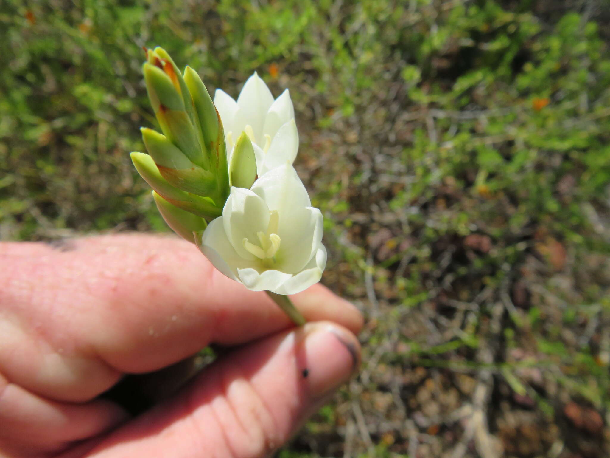 Imagem de Thereianthus ixioides G. J. Lewis