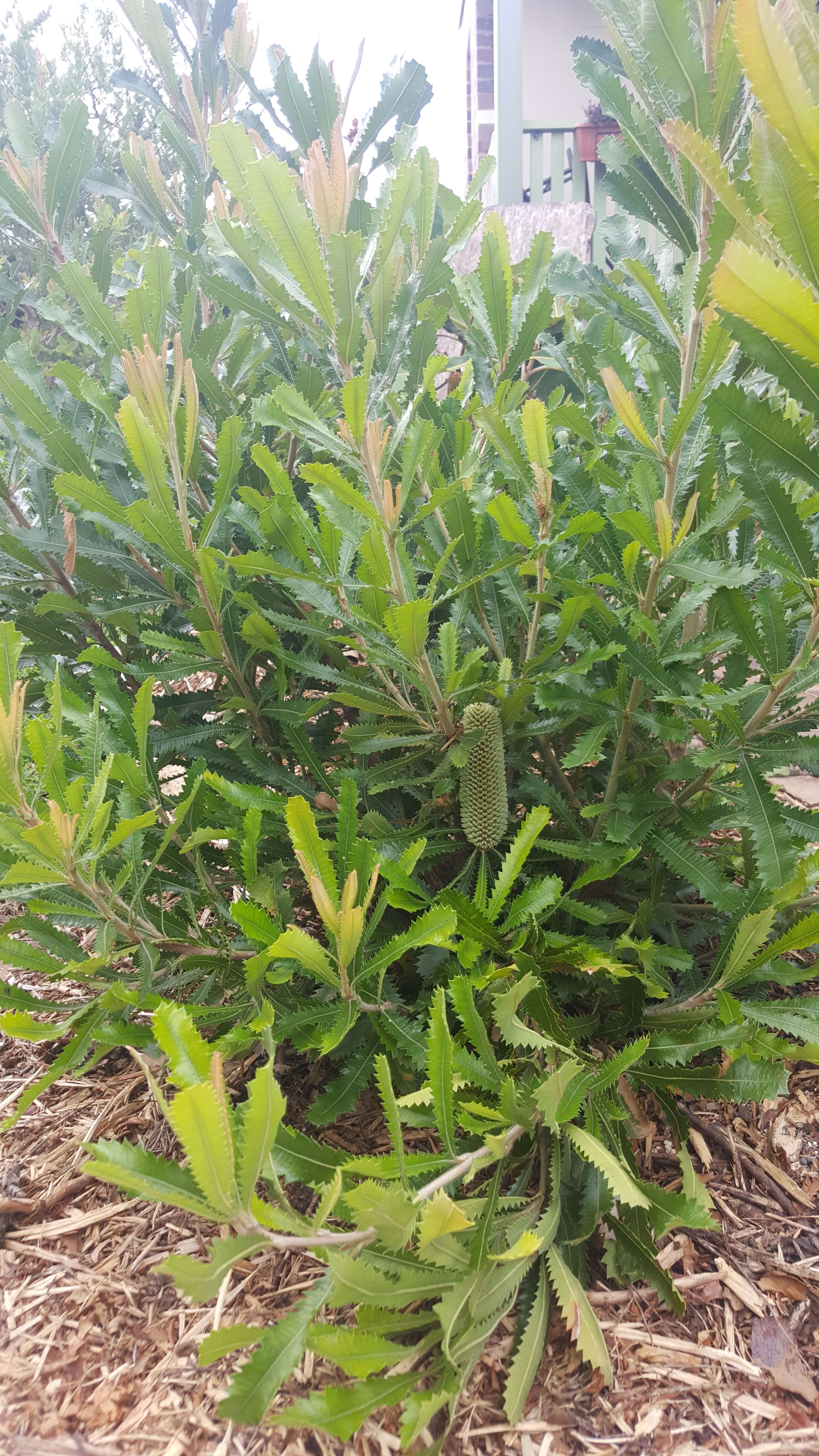 Image of Banksia aemula R. Br.