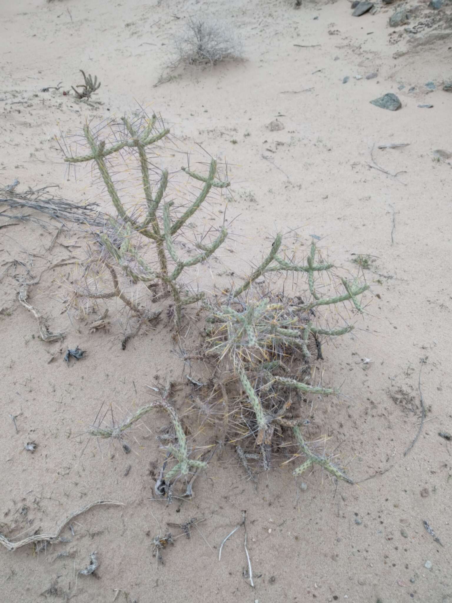 Image of branched pencil cholla