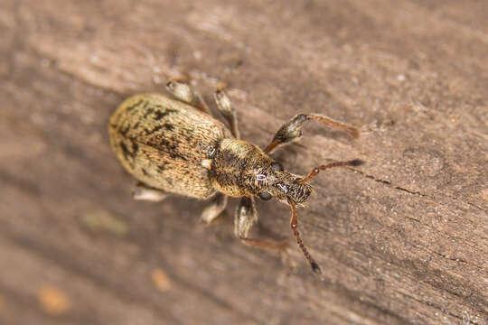 Plancia ëd Phyllobius (Pterygorrhynchus) contemptus Schoenherr 1832