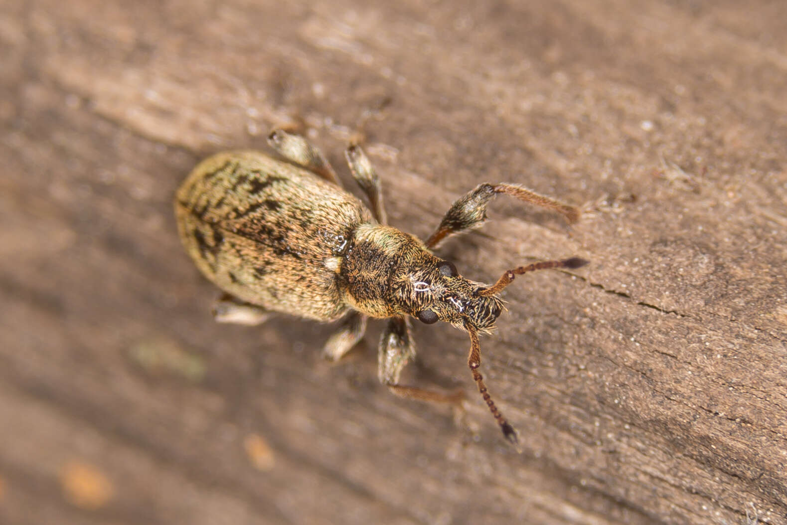 Plancia ëd Phyllobius (Pterygorrhynchus) contemptus Schoenherr 1832