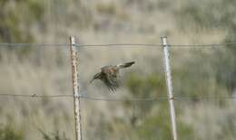 Image of Scale-throated Earthcreeper