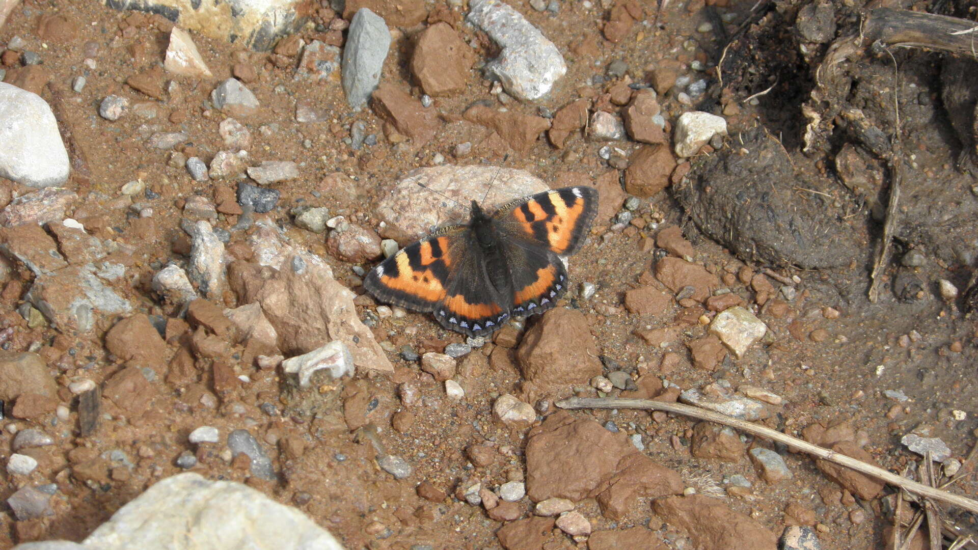 Image de <i>Aglais ladakensis</i>