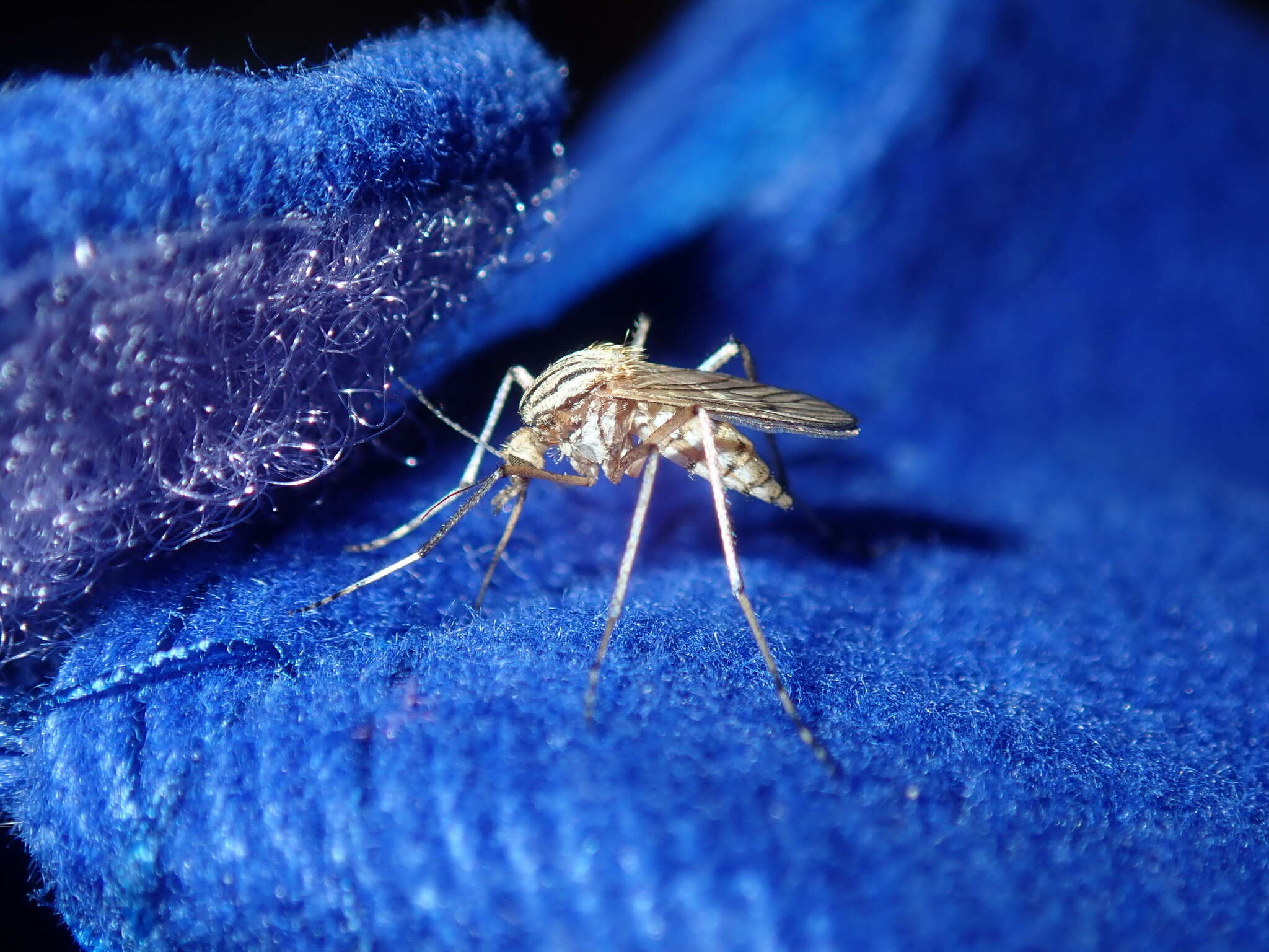 Image of Aedes vittiger (Skuse 1889)
