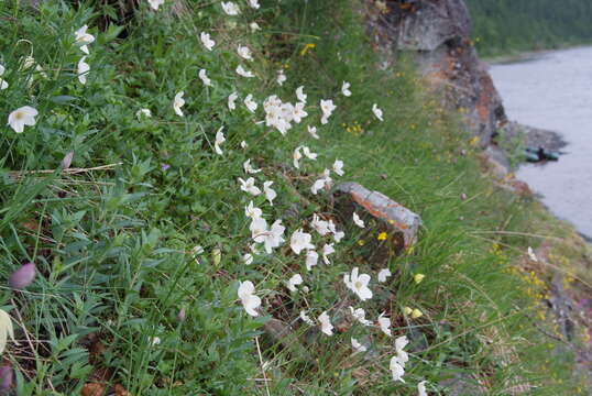 Image of Anemone sylvestris subsp. ochotensis (Fisch.) Petrovski