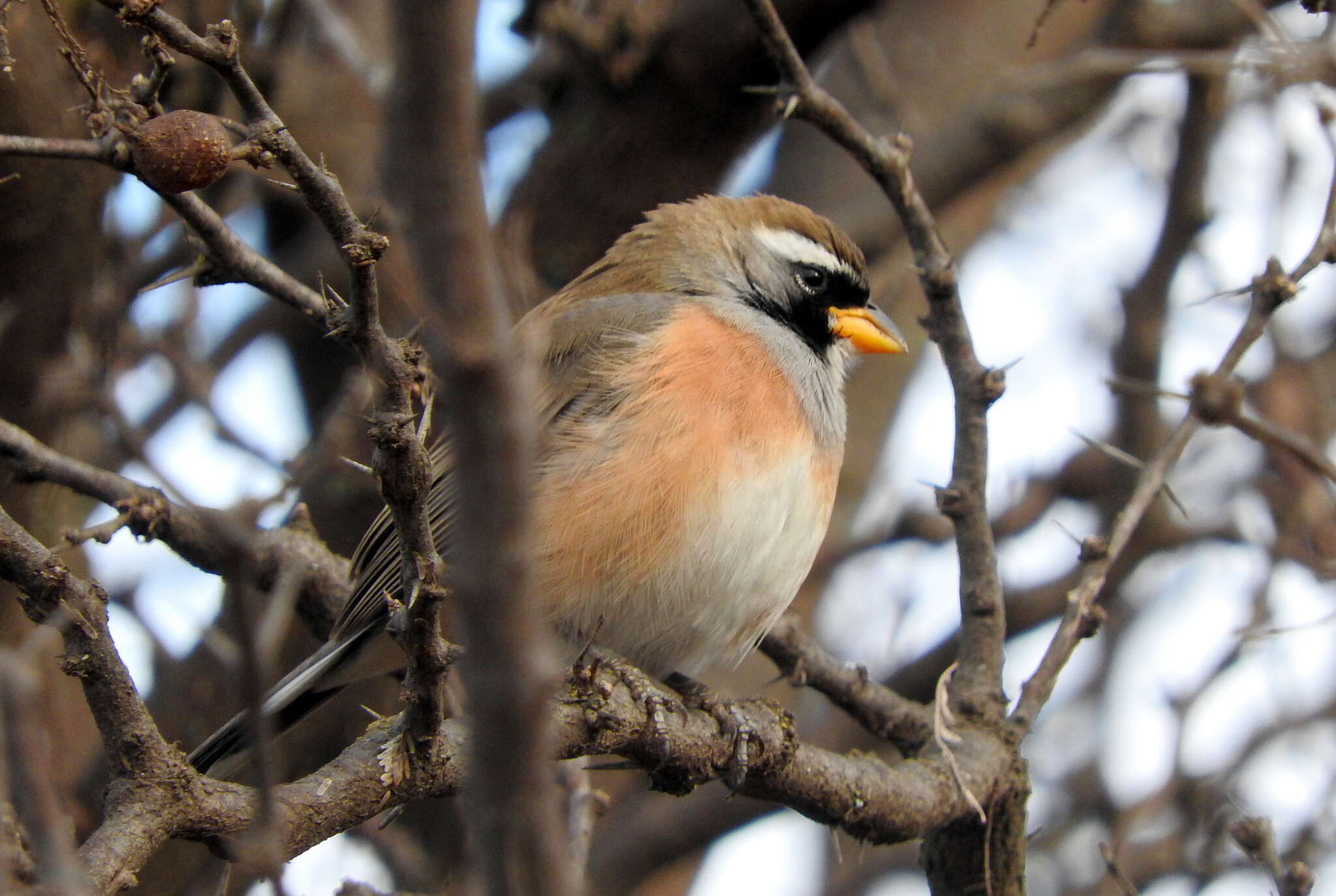 Image of Many-colored Chaco Finch