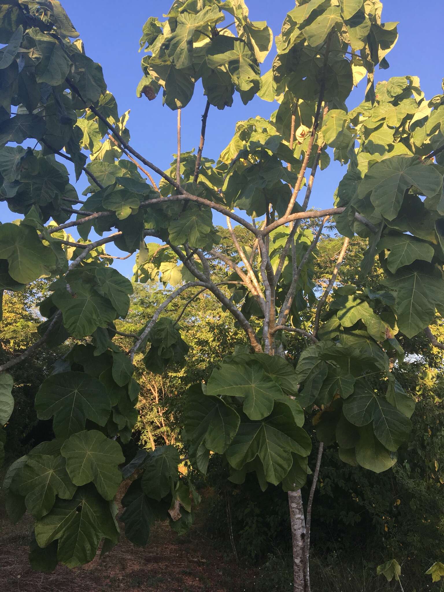 Image of Jatropha peltata Sessé