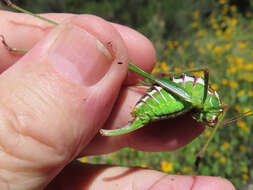 Image of Mountain-dwelling Short-winged Katydid