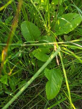 Image of Streambank Groundsel