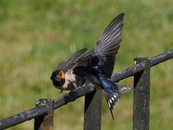 Image of Hirundo rustica rustica Linnaeus 1758