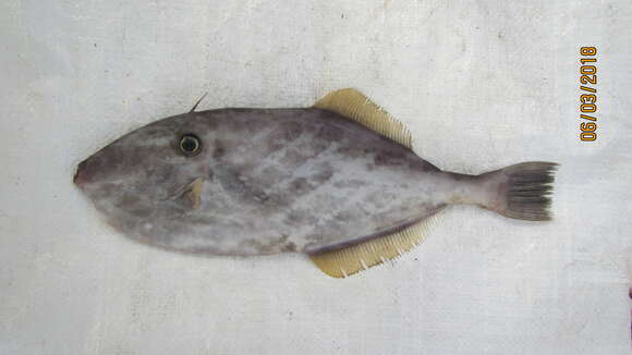 Image of Batfish