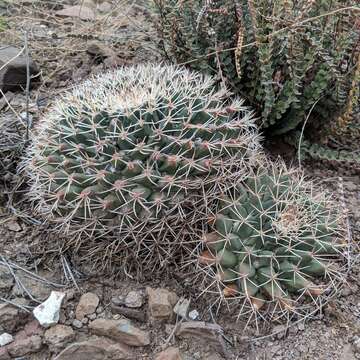 Imagem de Mammillaria meiacantha Engelm.