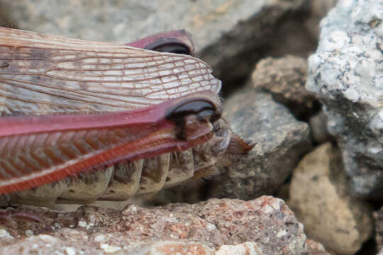 Слика од Melanoplus borealis (Fieber 1853)