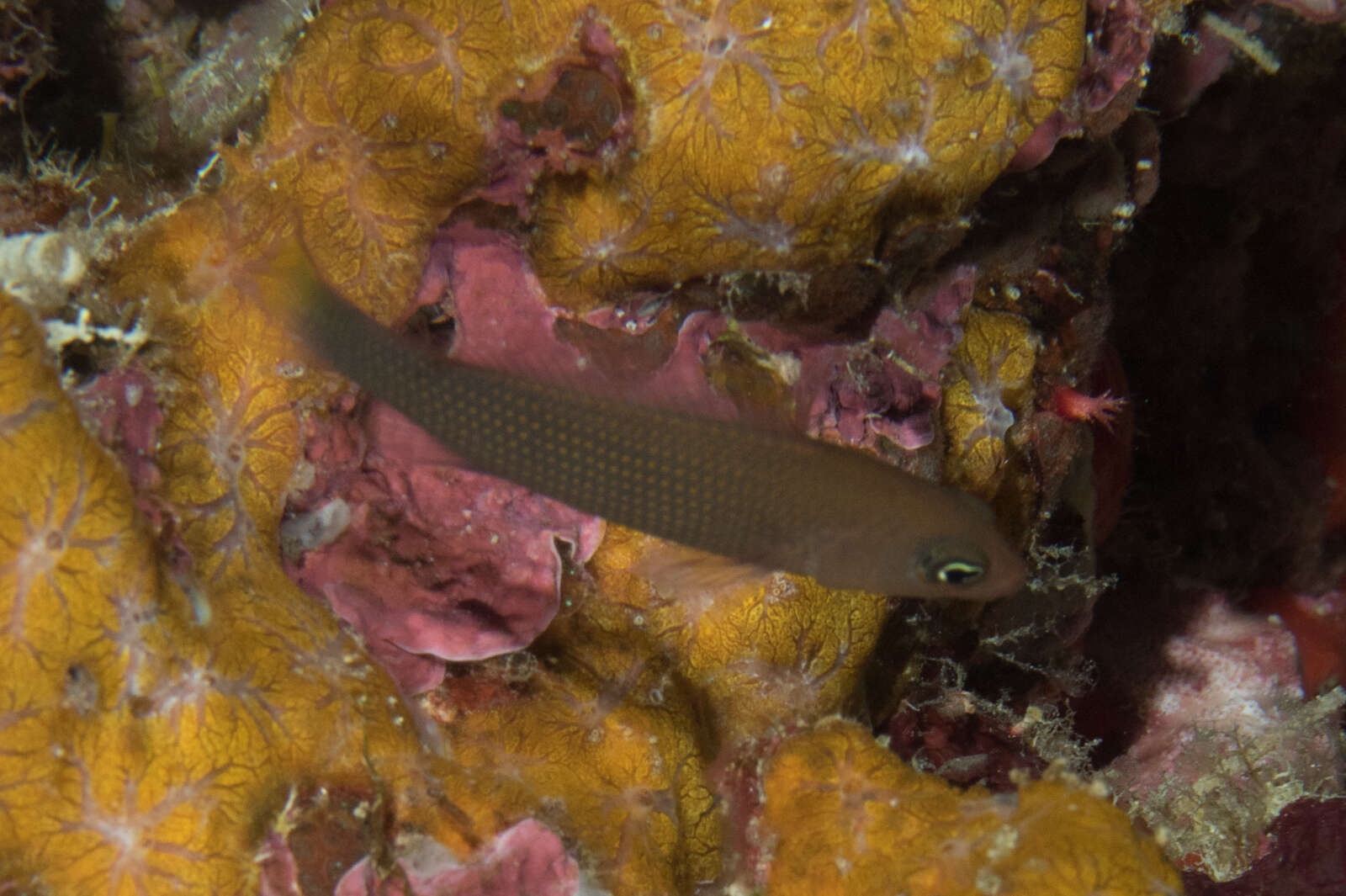 Plancia ëd Pseudochromis marshallensis Schultz 1953