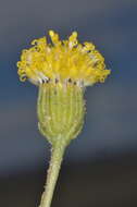 Image of Senecio miser Hook. fil.