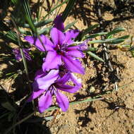 Image of Babiana radiata Goldblatt & J. C. Manning