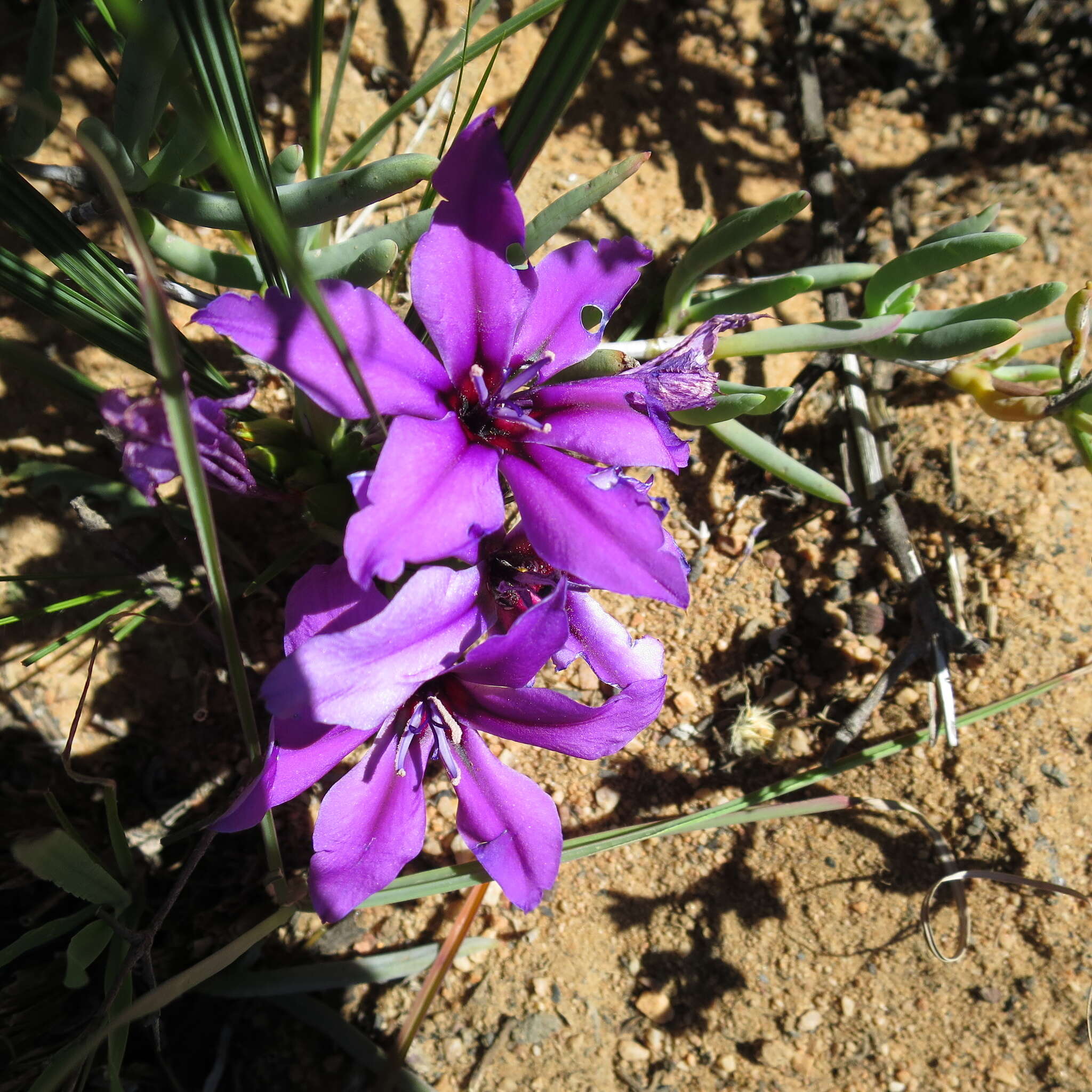 Image of Babiana radiata Goldblatt & J. C. Manning