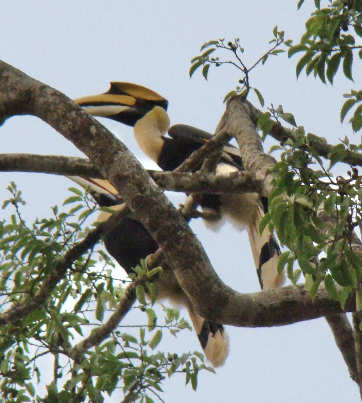 Image of Great Indian Hornbill