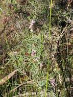 Image of Melaleuca gibbosa Labill.