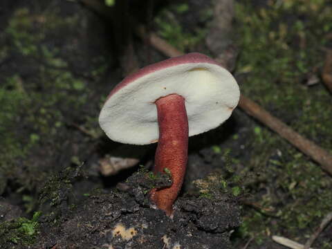 Image of Gyroporus purpurinus Singer ex Davoodian & Halling 2013