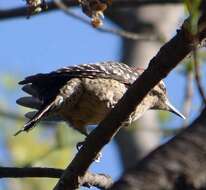 Image of Ladder-backed Woodpecker