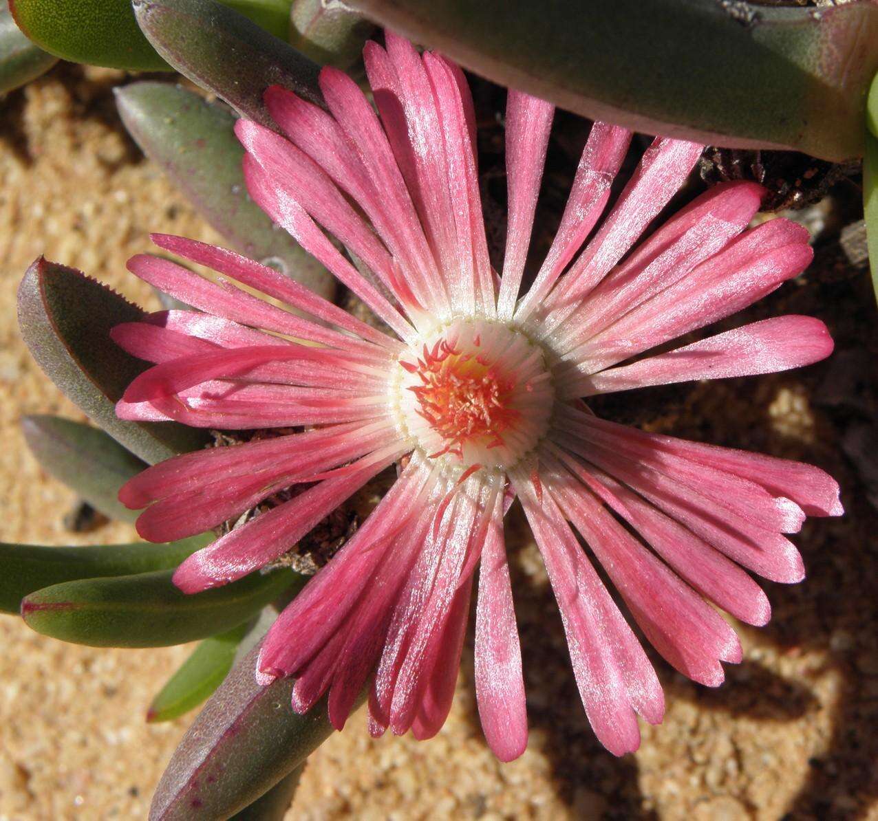 Image of Ruschia dichroa (Rolfe) L. Bol.