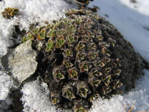 Imagem de Myosotis pulvinaris Hook. fil.