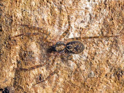 Image of Toxopsoides erici Smith 2013