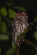 Image of Sulawesi Scops Owl