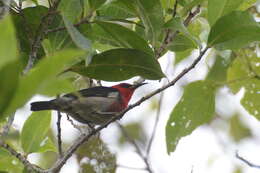 Image of Sulawesi Myzomela