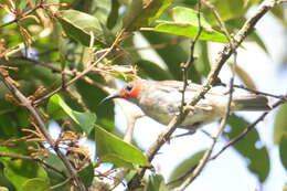 Image of Sulawesi Myzomela