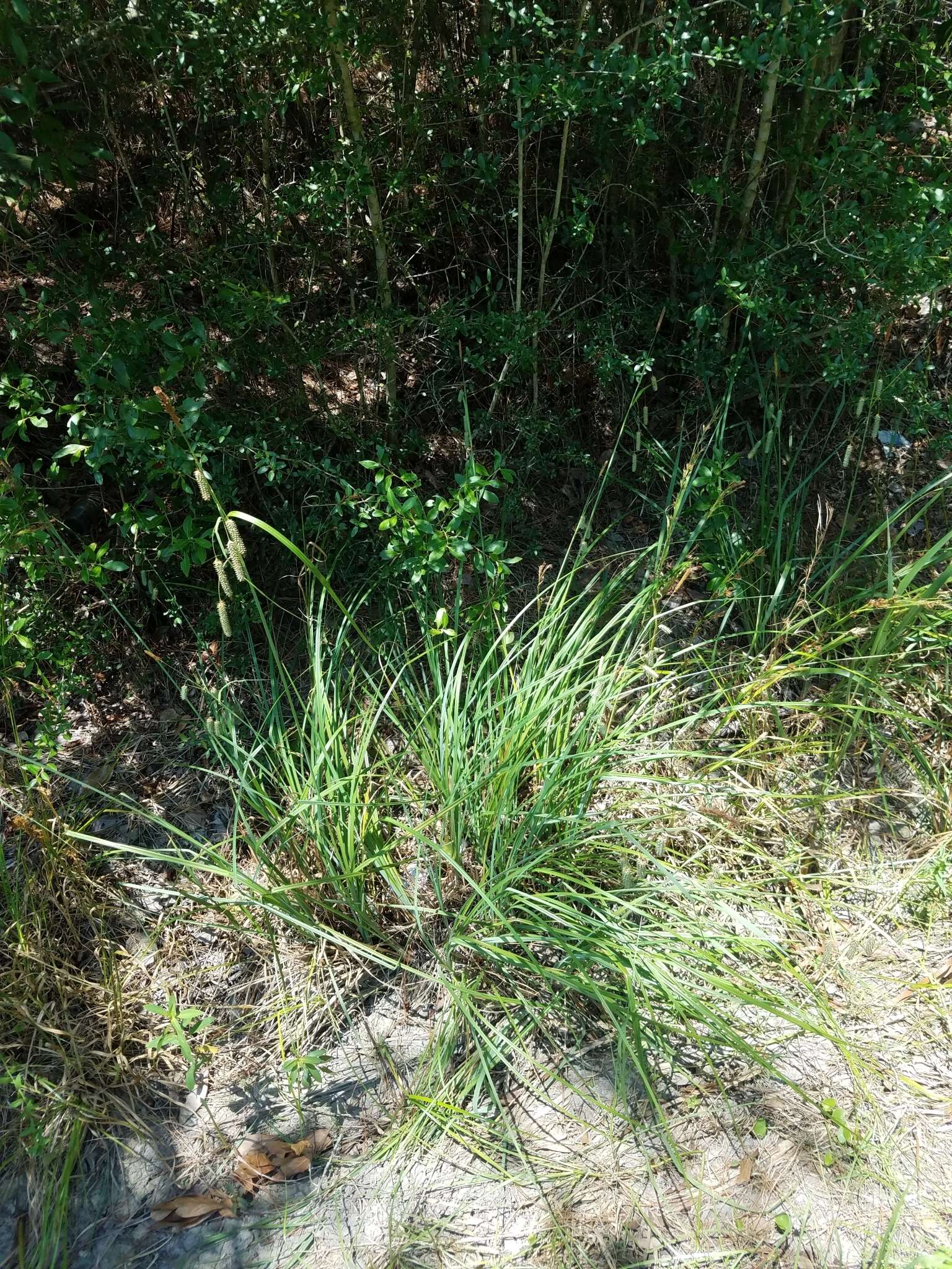 Image of southern waxy sedge