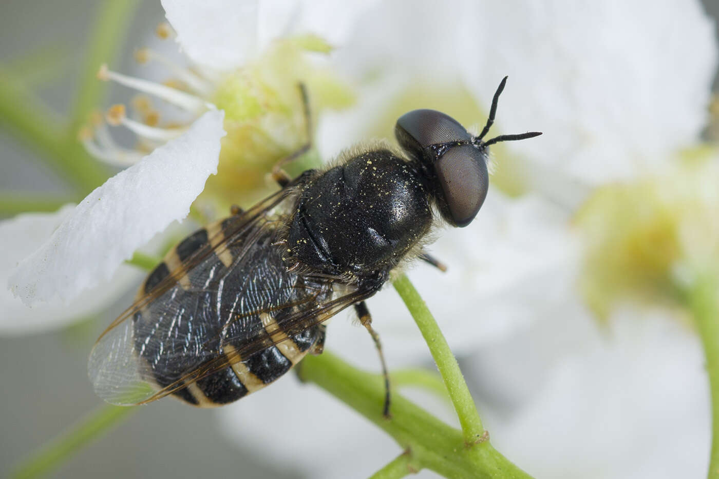 Image de Odontomyia microleon (Linnaeus 1758)