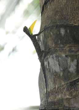 Image of Indian flying lizard