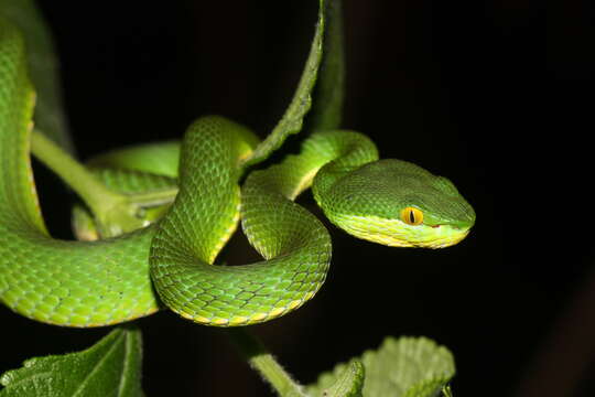 Слика од Trimeresurus albolabris Gray 1842