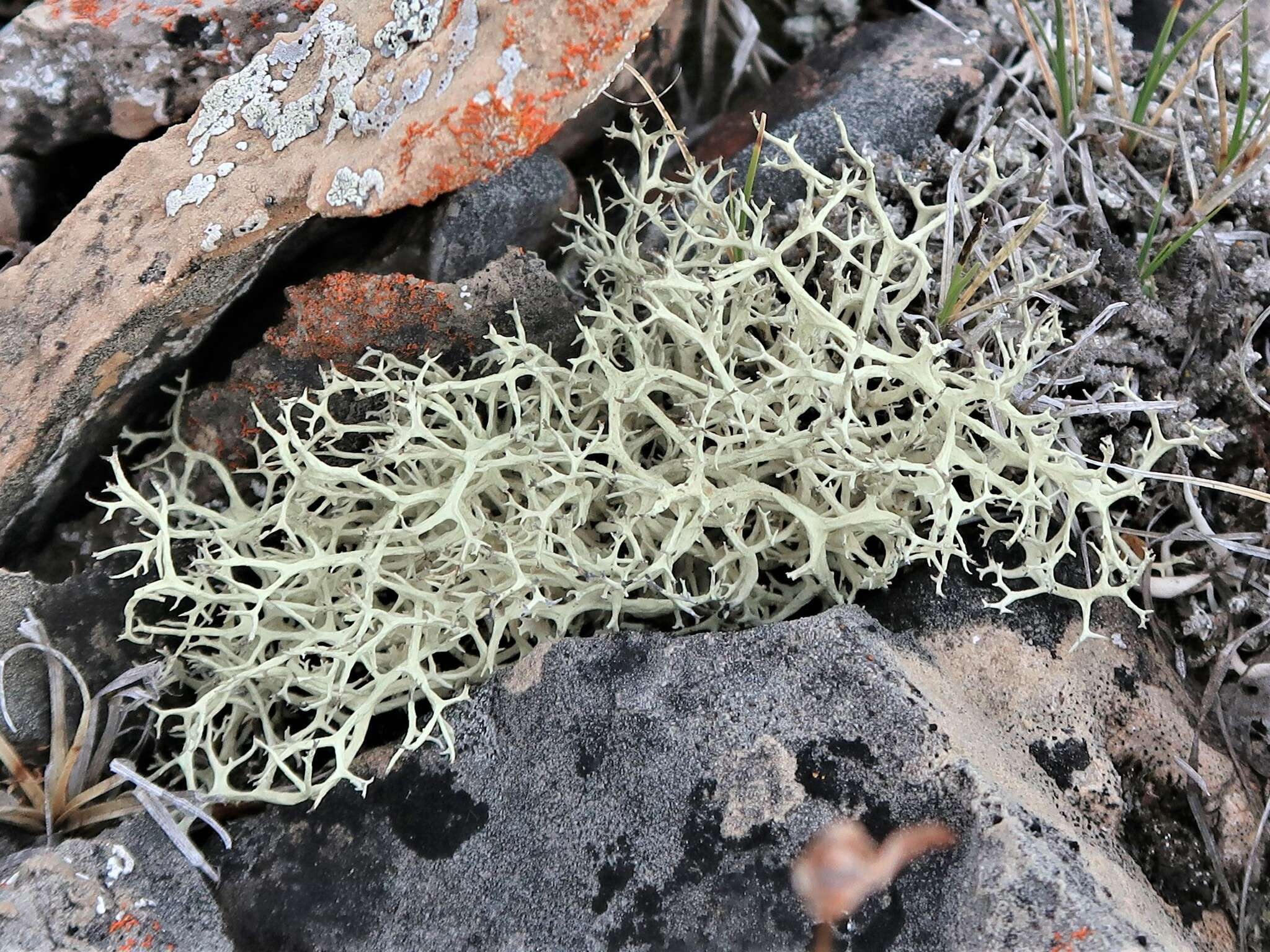 Слика од <i>Evernia perfragilis</i>