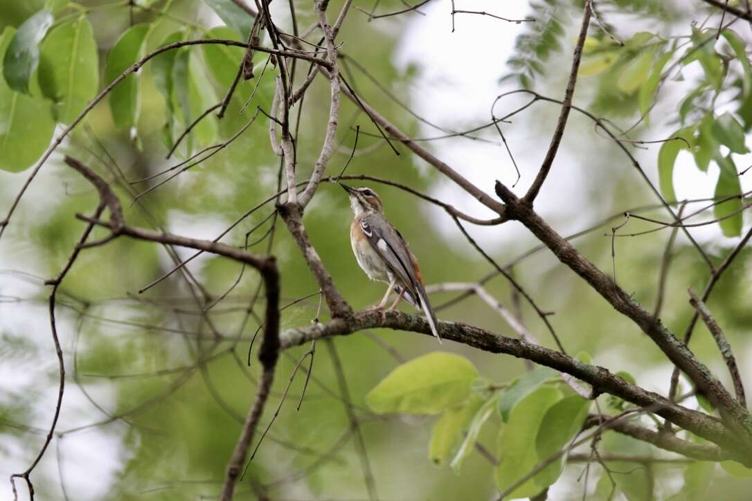 Image of Miombo Scrub Robin