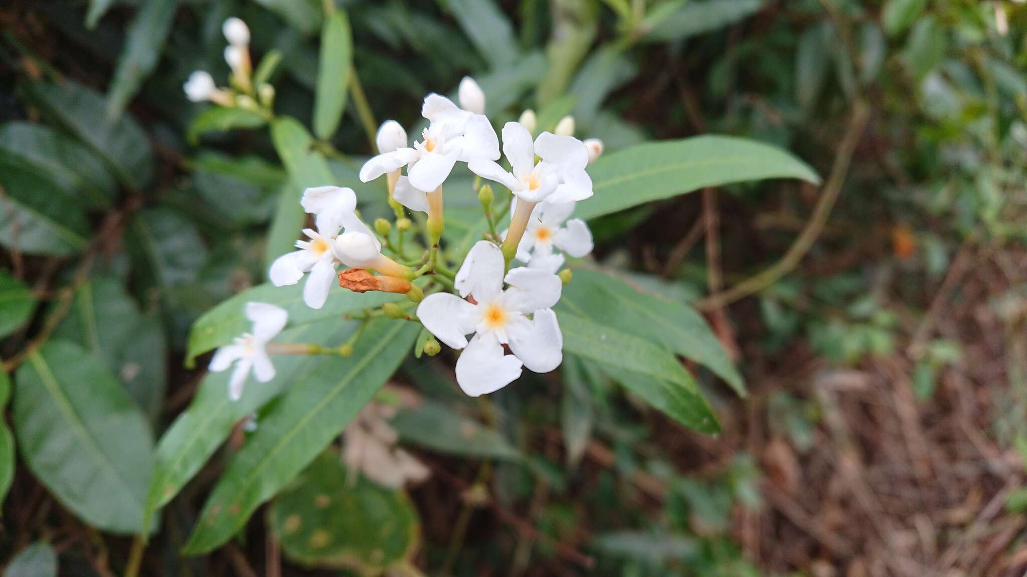 Image de Melodinus angustifolius Hayata