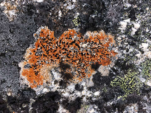 Image of Gray-orange disk lichen;   Lecidea lichen