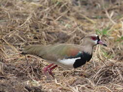 Image of Vanellus chilensis cayennensis (Gmelin & JF 1789)