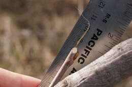 Image of Big-eared Woodrat