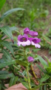 Image of gentian beardtongue