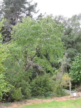 Image de Nothofagus obliqua (Mirb.) Oerst.