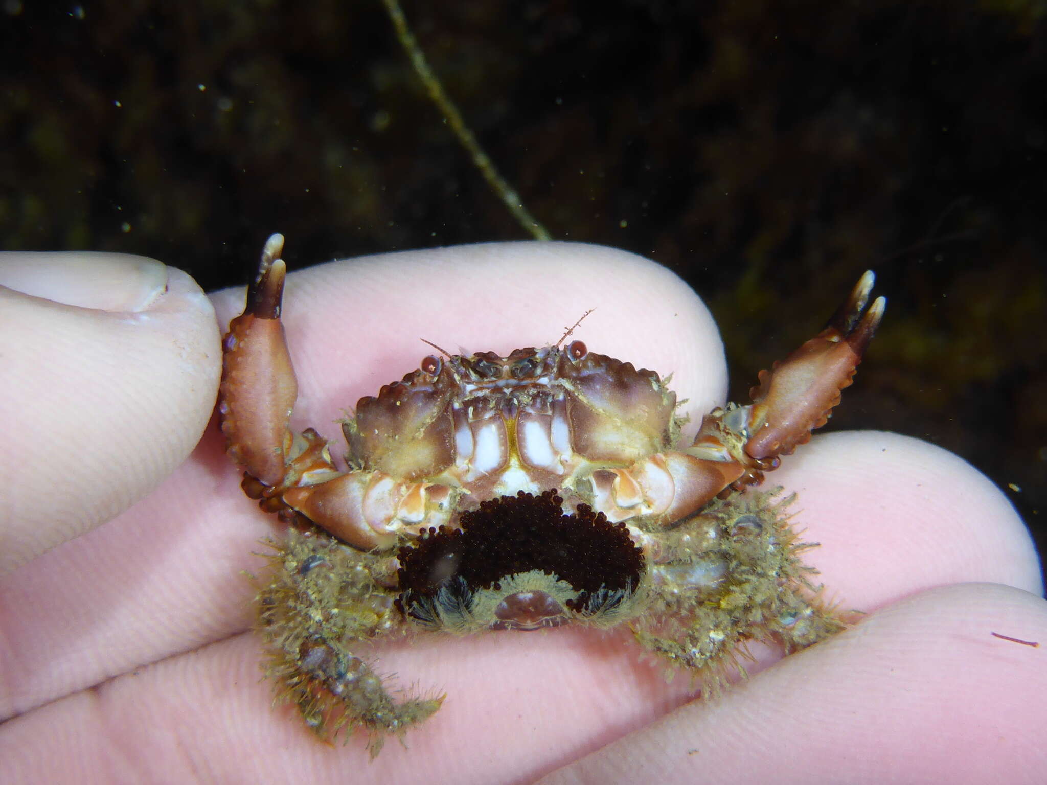 Image of lumpy rubble crab