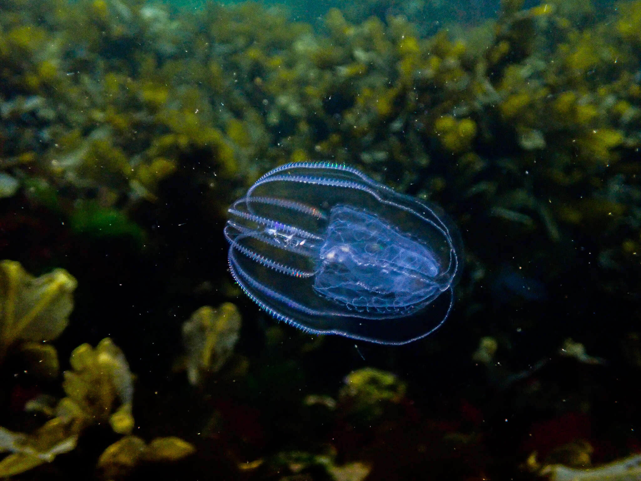 Image of common northern comb jelly