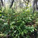 Imagem de Alnus acuminata subsp. glabrata (Fernald) Furlow