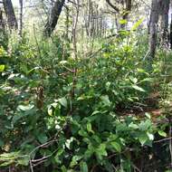 Image of Alnus acuminata subsp. glabrata (Fernald) Furlow