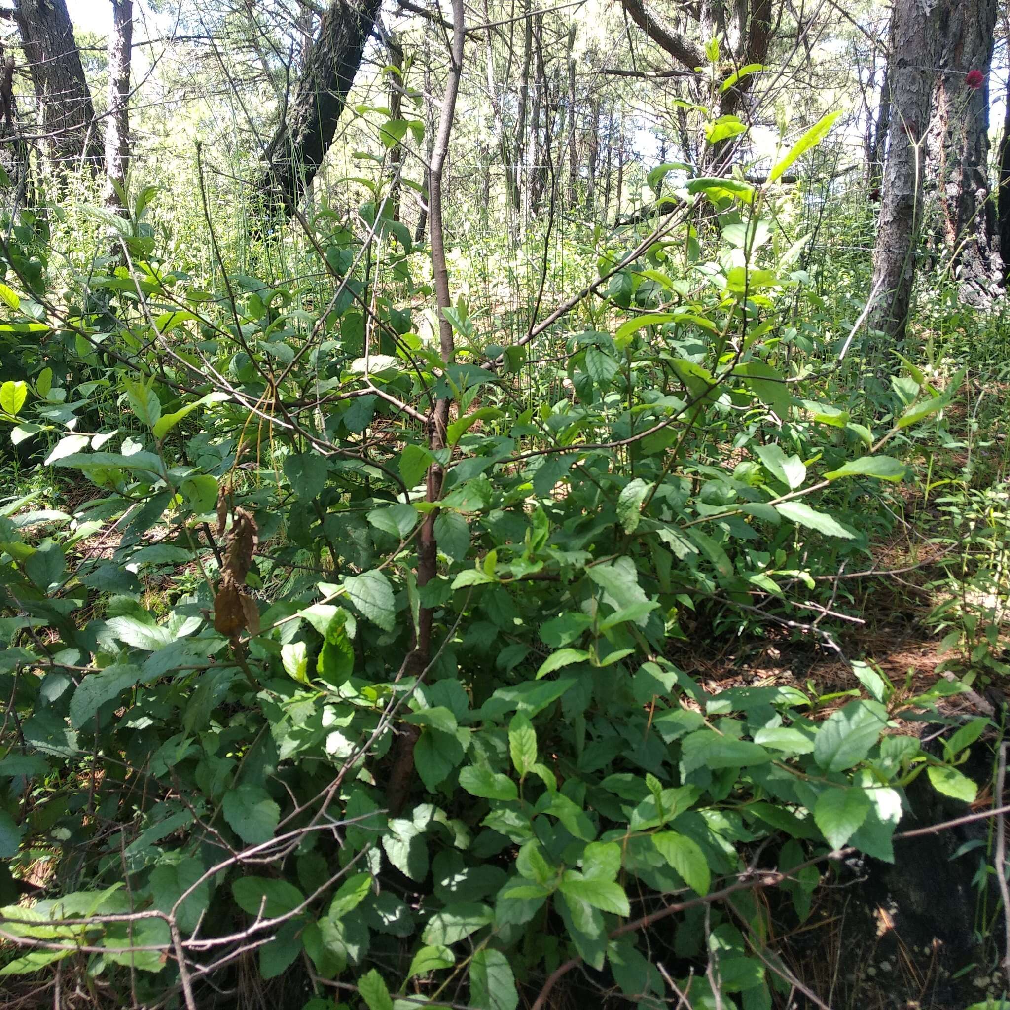 صورة Alnus acuminata subsp. glabrata (Fernald) Furlow